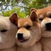 陈自享学长