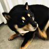 pimriq-