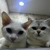 二哥的猫（观必回，涨粉中）