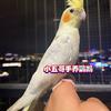 小五哥手养鹦鹉