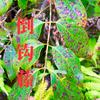 苗家小欧（识野生草药）