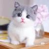 💞ღ᭄ 伈衹❤️所願ღ᭄💞