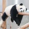 要什么摩托车