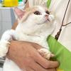 一大堆猫管所