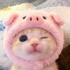 猪咪酱🐽