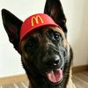 麦当劳修🐶- mone