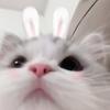 JJ大王