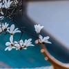 似繁花锦年