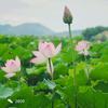 开心小荣（ 关必回）