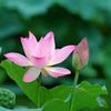 青春败给流年