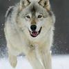 雪狼
