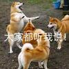 玩雾丧智