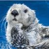 进击的海獭