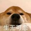 五仁月饼