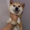 肥猪快逃