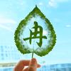 冉彦祖