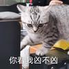 林林金刚芭比