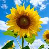 趙公子🌻