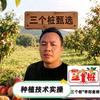 三个桩枣阳桃树种植技术服务