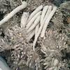 益农中药材种植