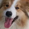 灵犀爱犬舍1号助理