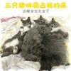 我家猫是显眼包