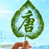 棒棒唐