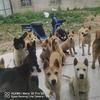 田园犬铲屎官