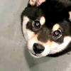 狗子（鳄犬电竞）