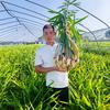 张亮大姜 服务四方（百亩大姜种植基地）