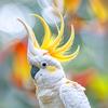 1024鹦鹉🦜