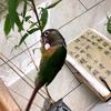 潮汕辉哥—训鸟🦜