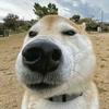yya