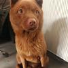 小宝是只五红犬