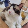 ✨布叮是只猫✨