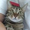 一只猫