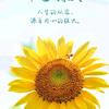 陶姐姐