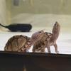 AI龟屋（收退坑🐢）