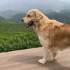 康乐果