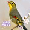 连长盘鸟🐦