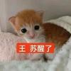 王苏醒了