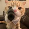 邪恶史黄色小猫🐱