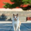 大猫哥