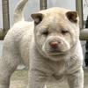 山野寻犬