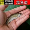 特种鱼苗繁殖基地直销