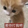小猫得志