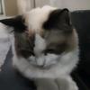 竹