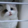 豆芽家有猫