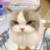 kitty