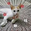 两只叮当猫